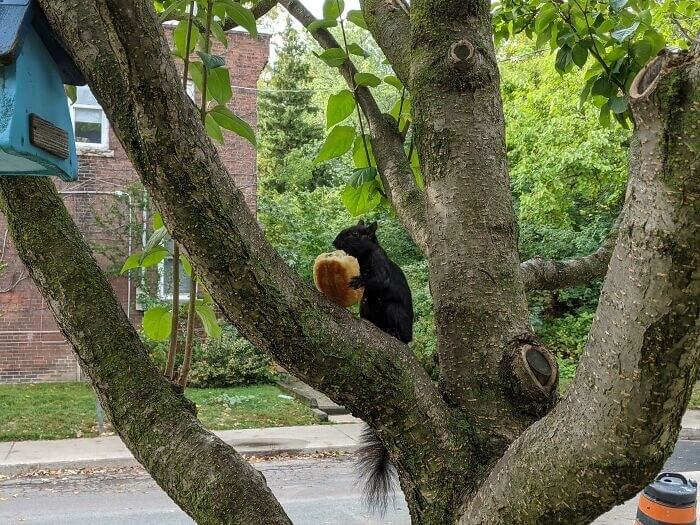 ​Damn You, Squirrel!