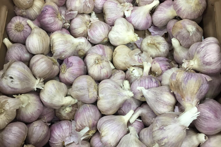 Garlic