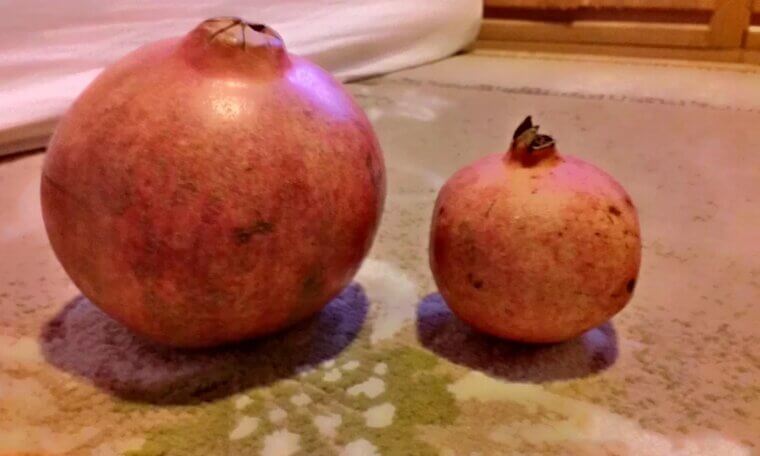 Pomegranate