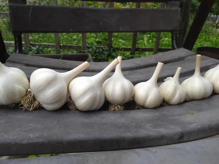 Garlic