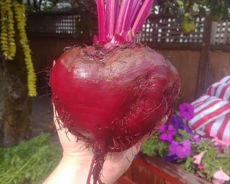 Beets