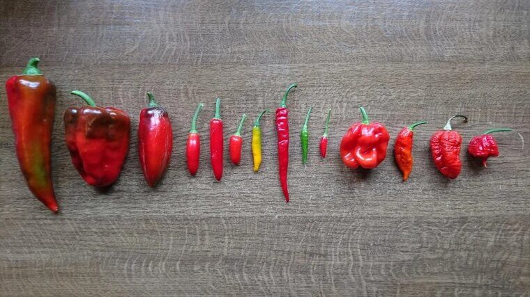 Chilli Peppers