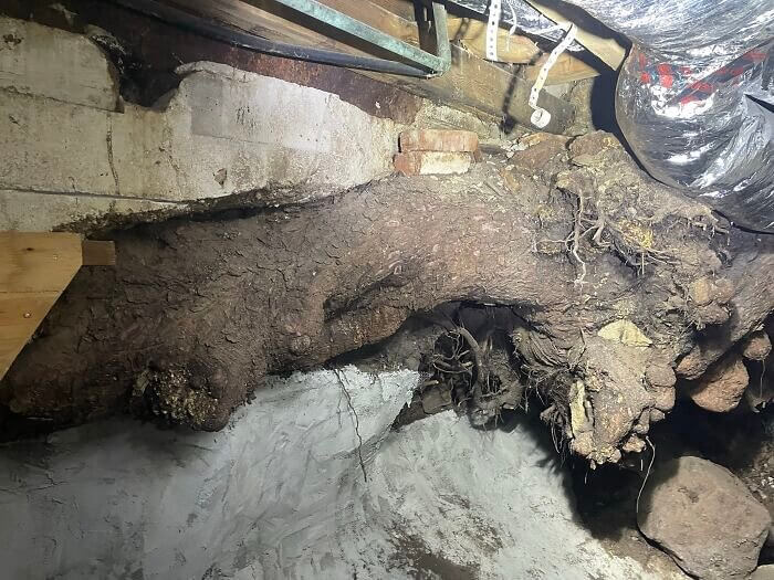 Nature Will Find a Way to Infiltrate a Crawl Space