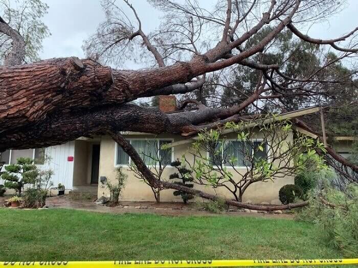 Oops, the Tree Hit the Roof