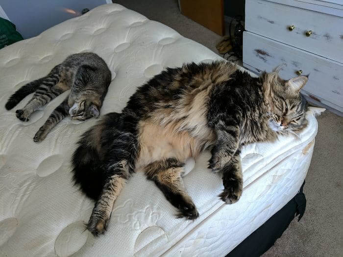 Size Comparison of Maine Coon and American Shorthair