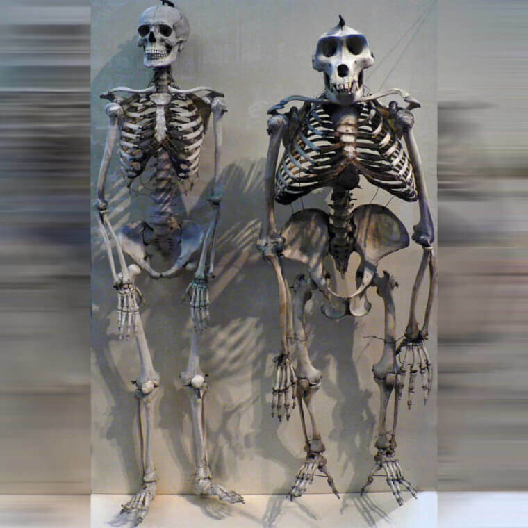 Human Skeleton vs. Gorilla Skeleton