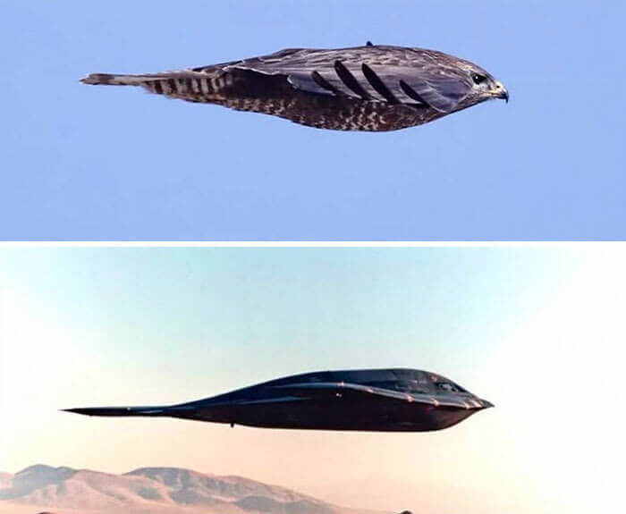 The Striking Similarity Between Peregrine Falcon and B2 Stealth Bomber