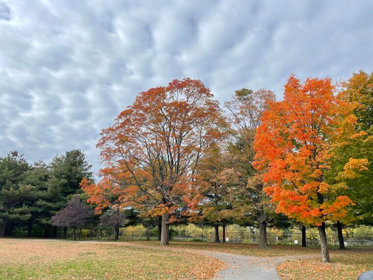 Stratocumulus: Sunbreaks, Not Storms