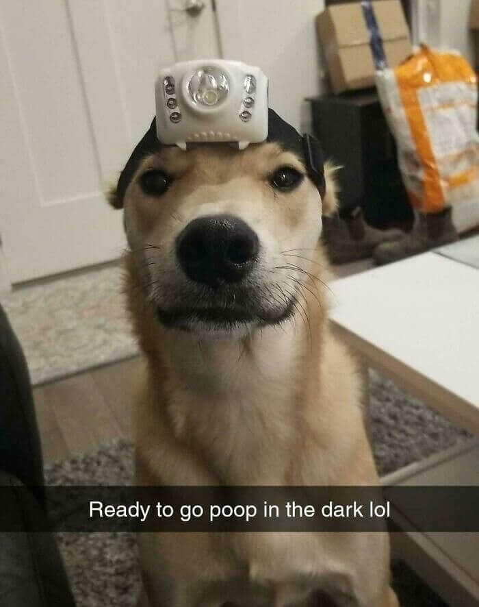 A Night Explorer Whose Bark Lights the Dark