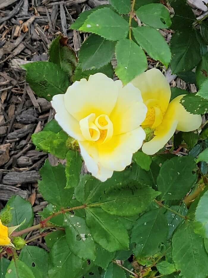 Nature's Hysterical Hint to a Happy Marriage