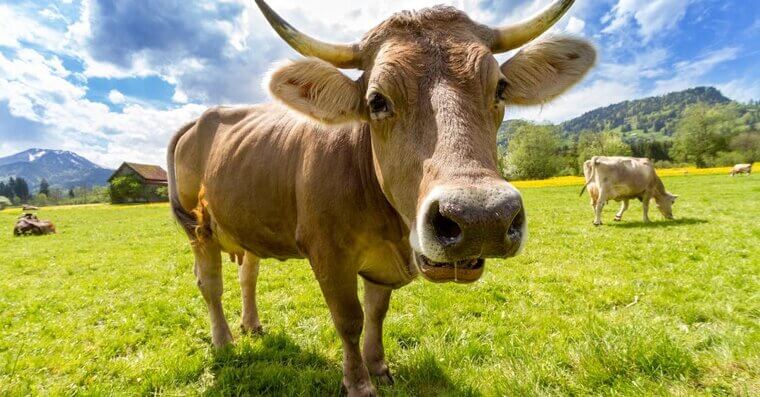 Selling Raw Milk Across State Lines