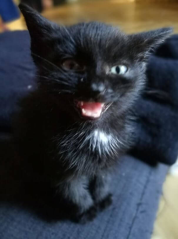 Say Cheese!
