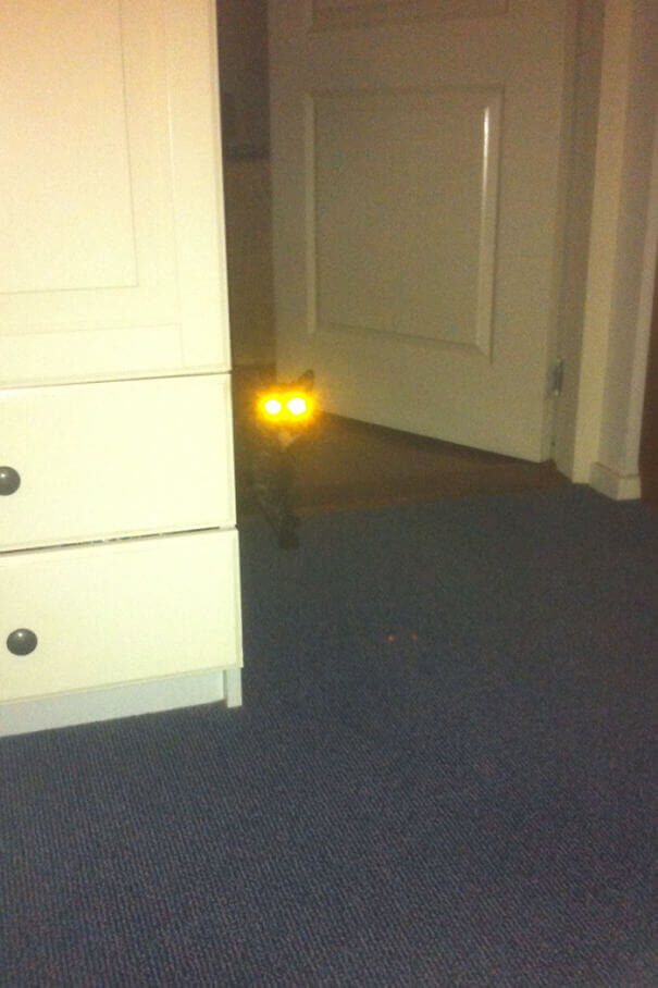 The Cat's Got High Beams For Eyes