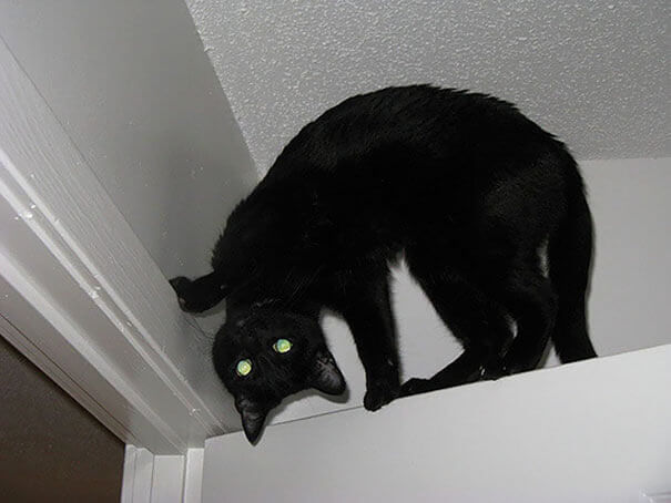 Spider Cat, Spider Cat... Does Whatever A Spider Cat Does