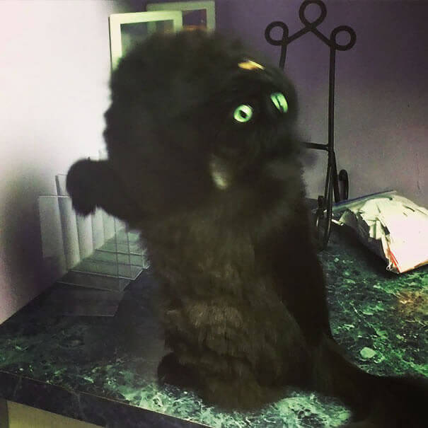The Cat is Possessed, Help!