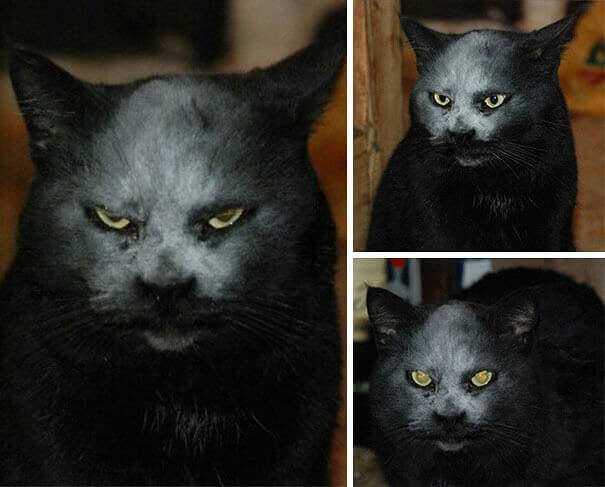 It Looks Like Someone Flour-Bombed The Cat