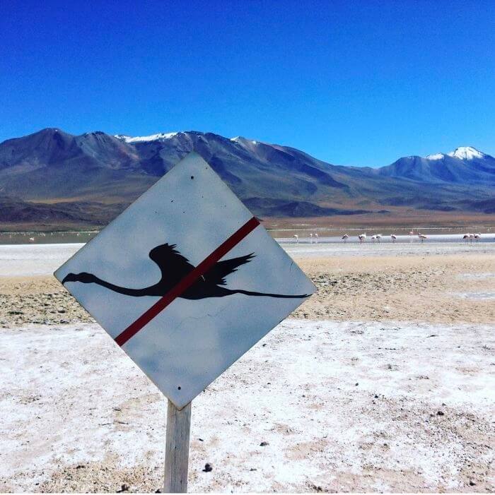 Proibido Flamingos Voadores?