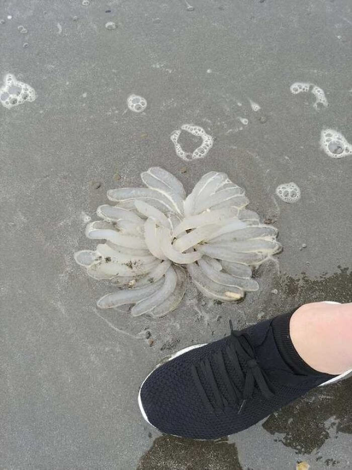 Um Kraken Bebê Achado Na Praia