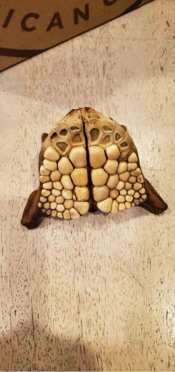 20 Anos de Pesquisa e Sem Resultados