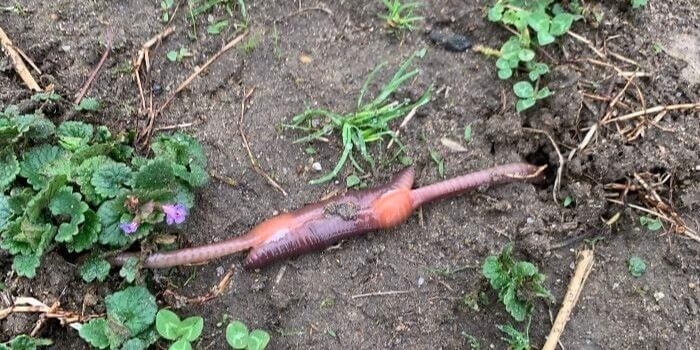 Um Pequeno Alienígena?