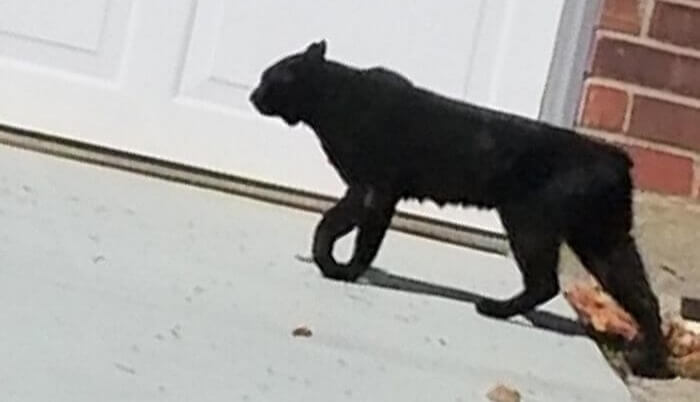 Gato Doméstico Fofo? Pense Duas Vezes