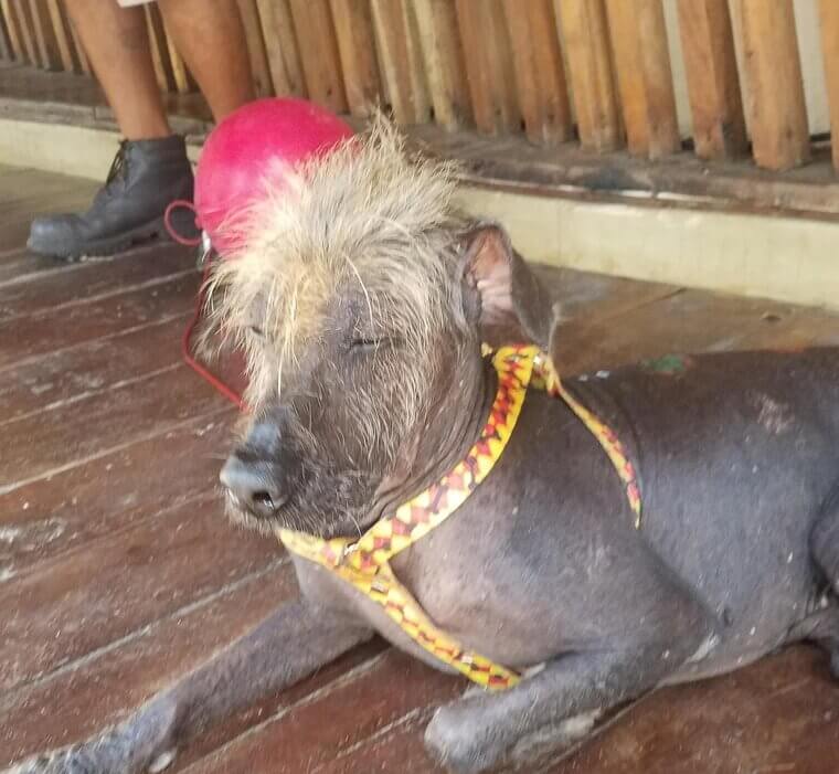 Xoloitzcuintly (Mexican Hairless)