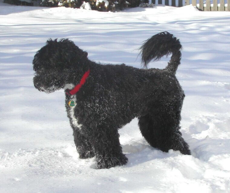 Portuguese Water Dog