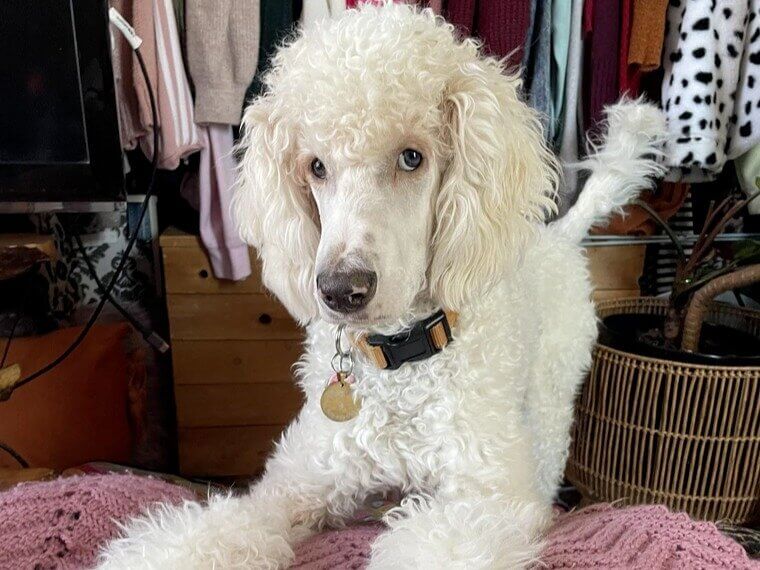 Standard Poodle