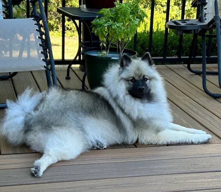 Keeshond