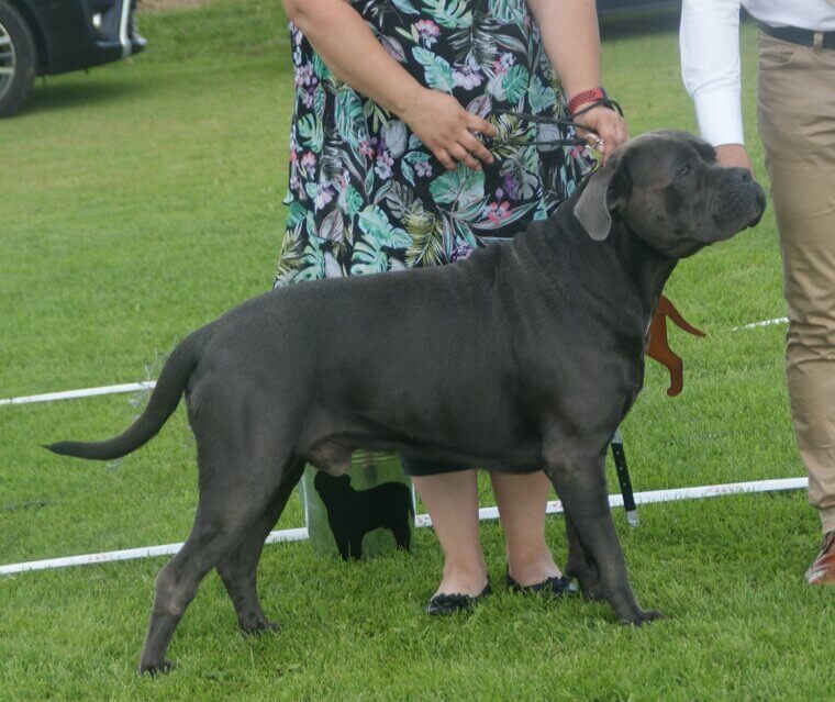Cane Corso