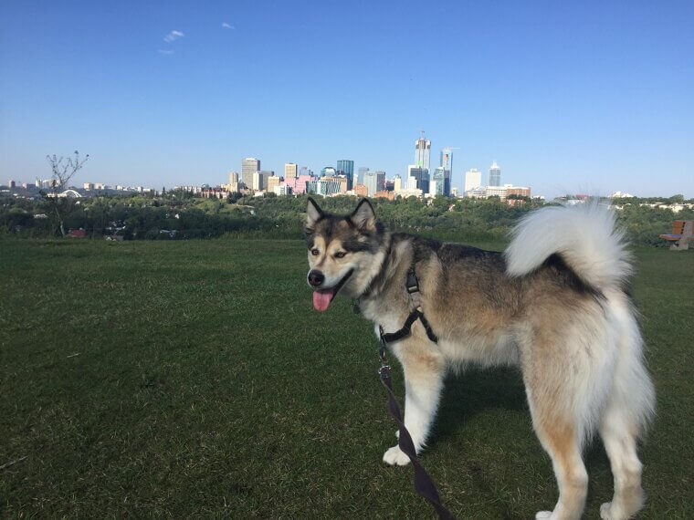 Alaskan Malamute