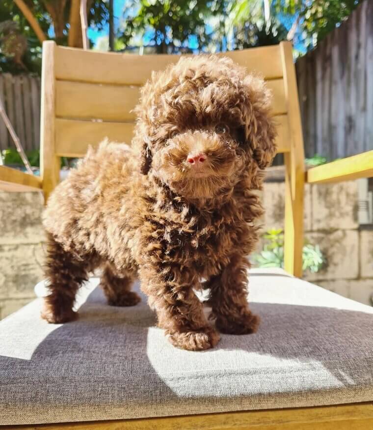 Toy Poodle