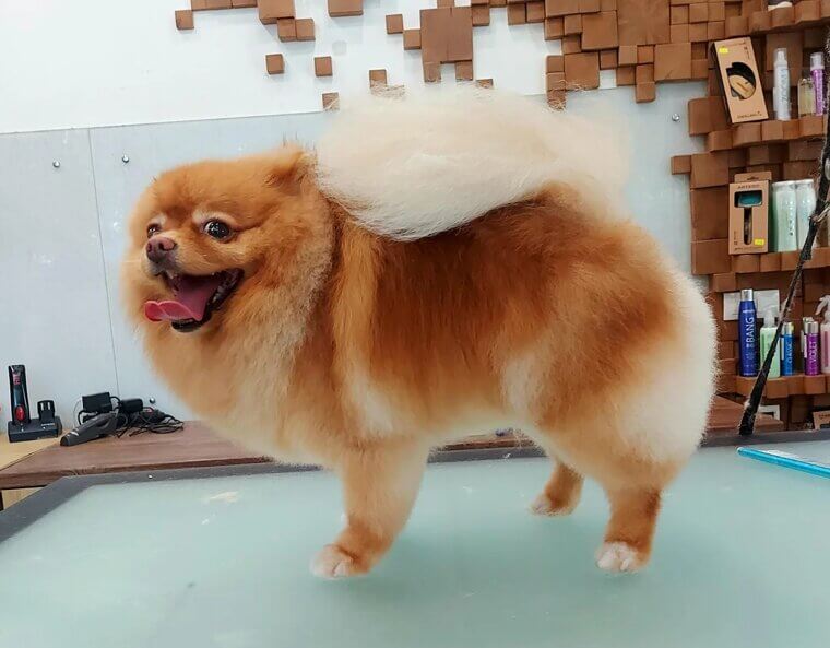 Pomeranian
