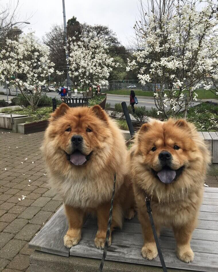 Chow Chow