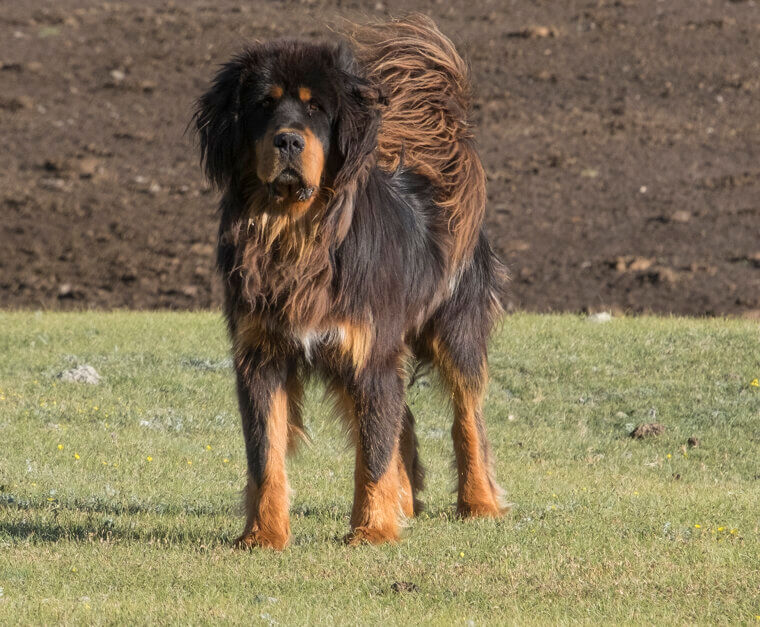 Tibetan Mastiff