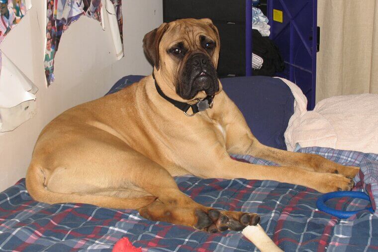Bullmastiff