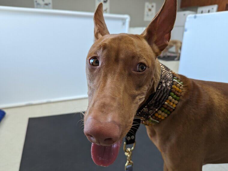 Pharaoh Hound