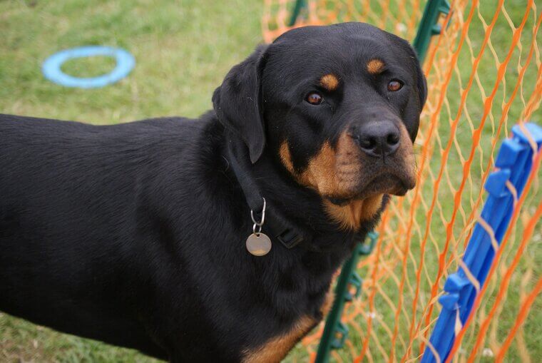 Rottweiler