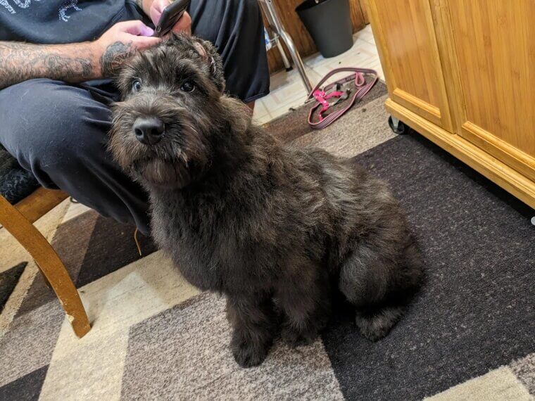 Bouvier Des Flandres