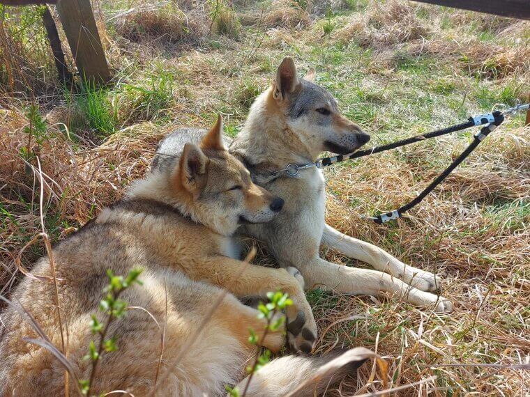 Czechoslovakian Wolfdog