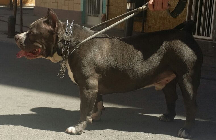 American Bully