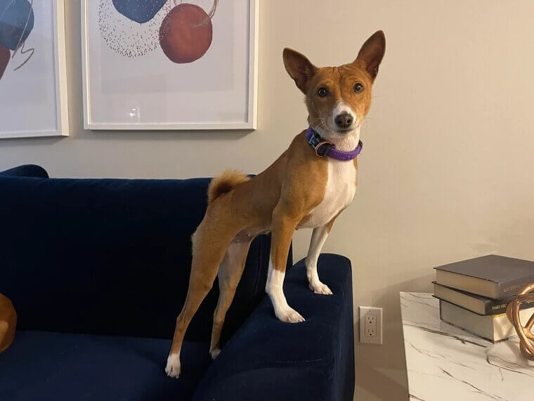 Basenji