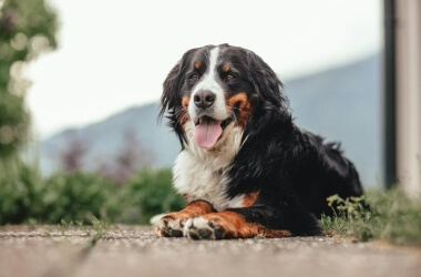 Popular Dog Breeds That Are Surprisingly Expensive to Own
