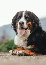Popular Dog Breeds That Are Surprisingly Expensive to Own
