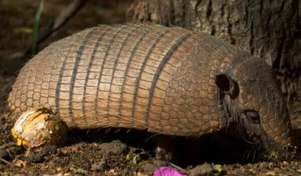 アルマジロを銃で撃った男性、返り弾に直撃