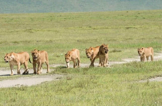 リノのライオンたち