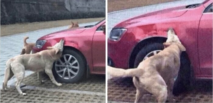 残酷な男性に蹴っ飛ばされた犬