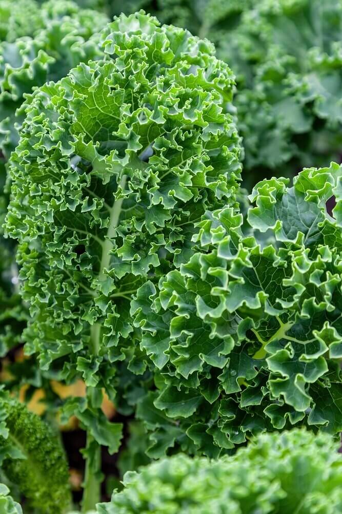 Survival Seeds From Ontario: The "Homestead" Hardy Curly Kale