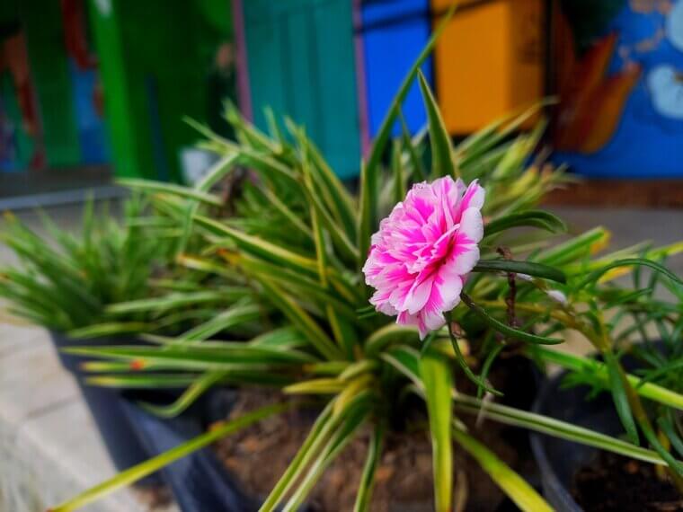 Twilight Fragrance in New Mexico: The "Evening Star" Potted Four O'Clocks
