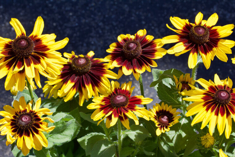 Sentinels of the Kansas Plains: The Branching "Prairie Gold" Sunflowers